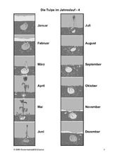 Die-Tulpe-im-Jahreslauf-4.pdf